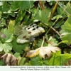 parnassius nordmanni female1